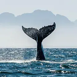 Fernreisen & Städtetrips